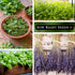 5 Packets Sow Right Seeds - Most Popular Herb Seed Collection for Planting - Mint, Lavender, Sweet Basil, Cilantro
