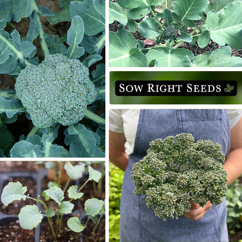 Packet (2) Sow Right Seeds - Di Cicco Broccoli Seeds for Planting - Non-GMO Heirloom with Instructions to Plant an