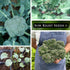 Packet (2) Sow Right Seeds - Di Cicco Broccoli Seeds for Planting - Non-GMO Heirloom with Instructions to Plant an