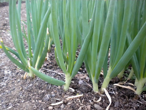 1000 Summer/fall Scallion Seeds, A.k.a Green Onion, Spring Onion. Grow Spring/ Late