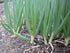 1000 Summer/fall Scallion Seeds, A.k.a Green Onion, Spring Onion. Grow Spring/ Late