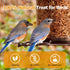 5LB Dried Mealworms, Non-GMO Meal Worms for Chickens & Birds, High Protein Chicken Feed, Natural Chicken Worms Ideal