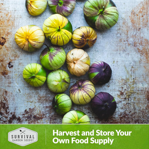 (3 Packs) Purple Tomatillo Seeds for Planting - Heirloom Mexican Husk Tomato, High Yield Non-GMO Open Pollinated