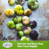 (3 Packs) Purple Tomatillo Seeds for Planting - Heirloom Mexican Husk Tomato, High Yield Non-GMO Open Pollinated