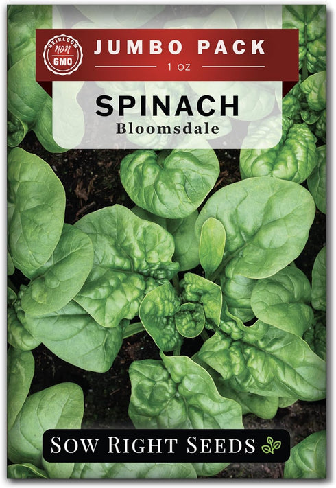 Sow Right Seeds - Bulk Bloomsdale Spinach Seeds for Planting - 1
