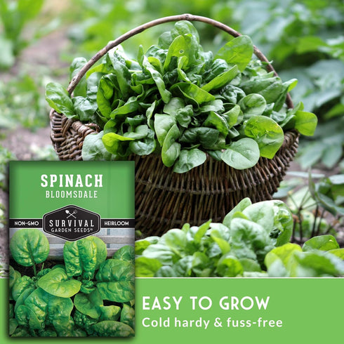 (1 Pack) Bloomsdale Spinach Seeds for Planting | Heirloom Non-GMO Variety for Home Vegetable Gardens Cold Hardy, Fast