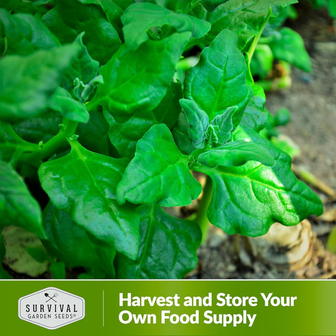 Summer (3 Packs) New Zealand Spinach Seeds for Planting | Heat Tolerant Green (Tetragonia), Cut-and-Come-Again Greens