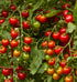 100' 50 Burpee 'Super Sweet Hybrid, Cherry Tomato, Non-GMO Seeds