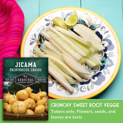 (1 Pack) Jicama Seeds for Planting Mexican Turnip (Pachyrhizus Erosus), Yam Bean Root Vegetable Drought-Tolerant