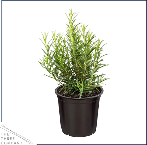 (4 Pack) 6" 3" 1 Live Aromatic and Edible Herbs - Assorted Varieties Per - Lemon Verbena, Eucalyptus, Mint, Lavender