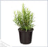 (4 Pack) 6" 3" 1 Live Aromatic and Edible Herbs - Assorted Varieties Per - Lemon Verbena, Eucalyptus, Mint, Lavender