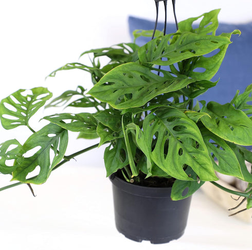 6" Swiss Cheese Plant Monstera Adansonii Live Plant Hanging Basket, Swiss Cheese Monstera Plant Live House Plants