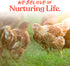 16 oz Manna Pro Egg Cleanser, Natural Enzyme Wash for Fresh Eggs, Safe & Gentle Cleaner for Backyard Chicken Eggs