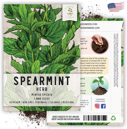 (1 Pack) Seed Needs Mint Seeds for Planting Spearmint Herbs - Non-GMO Heirloom & Untreated Perennial Herb Seed to Plant