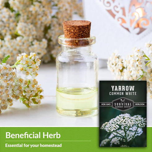 White Yarrow Seeds for Planting - 1 Packet with Instructions to Grow Beneficial Flowering Herbs - Non-GMO Heirloom