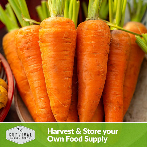 (2 Packs) Royal Chantenay Carrot Seeds for Planting Heirloom Short Carrots for Heavy Soil Sweet, Tender Roots for Fall
