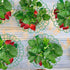 Iceyyyy 10 Pack 4 Rot(10 Pack) Strawberry Plant Stand Supports-Strawberry Plant Support Stand Rack with Support