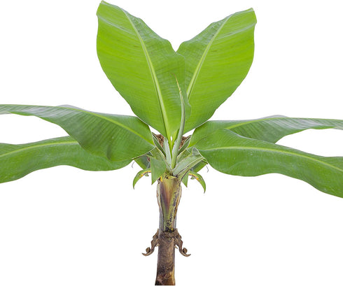 Little Prince Banana - Musa 'Little Prince' by Wellspring Gardens - Ornamental Tropical Beauty for Container Gardening