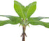 Little Prince Banana - Musa 'Little Prince' by Wellspring Gardens - Ornamental Tropical Beauty for Container Gardening