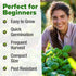 Pack 1,750+ HOME GROWN Non GMO Genovese Basil Seeds High Germination Heirloom Seeds (Ocimum basilicum) Herb Seeds