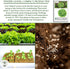 1000+ Packet Oakleaf Leaf Lettuce Seeds Heirloom Seeds per by Islas Garden Seeds, Tender Loose-Leaf Greens, Fast