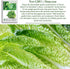 1000+ Parris Island Cos Romaine Lettuce Seeds (Lactuca sativa) Heirloom Non-GMO Seeds by Islas Garden Seeds, Crisp