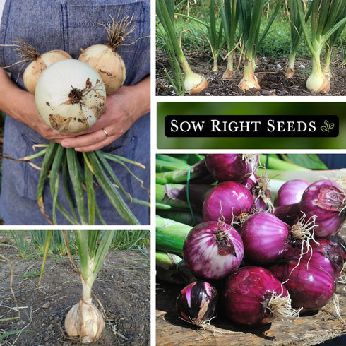 Sow Right Seeds - Long Day Onion Seed Collection for Planting - Yellow Sweet Spanish, Ringmaster, Ruby Red, Ailsa