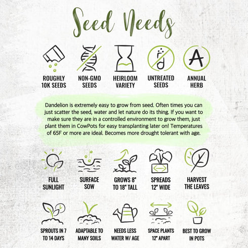 10,000+ Seed Needs Dandelion Seeds for Planting Fresh Herbs | Untreated Seeds Non GMO Heirloom | Bulk Dandelion Seed |