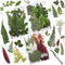 Cinvo 63 Pcs Real Dried Pressed Leaves - Natural Dried Leaf for Candle Resin Jewelry Crafts Making