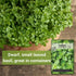 Packet (1) Sow Right Seeds - Greek Basil Seed for Planting - Non-GMO Heirloom with Instructions for Easy Planting