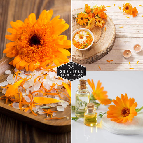 (1 Pack) Balls Orange Calendula Seeds for Planting Medicinal Herb & Edible Flower with Bright Orange Blooms Heirloom