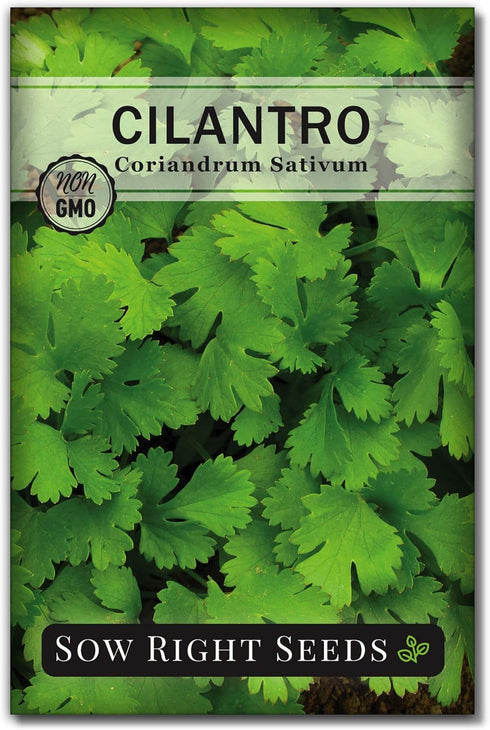 Sow Right Seeds - Cilantro Seeds for Planting - Non-GMO Heirloom Packet