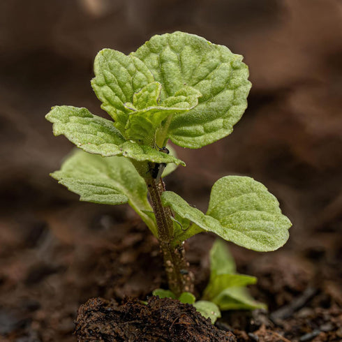 (1 Pack) Seed Needs Mint Seeds for Planting Spearmint Herbs - Non-GMO Heirloom & Untreated Perennial Herb Seed to Plant