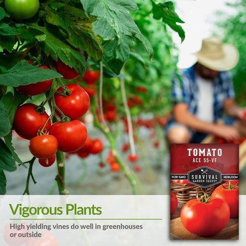 55 (2 Pack) Ace VF Tomato Seeds for Planting Determinate Heirloom Tomatoes with Low Acid High Yield, Disease Resistant