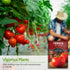 55 (2 Pack) Ace VF Tomato Seeds for Planting Determinate Heirloom Tomatoes with Low Acid High Yield, Disease Resistant