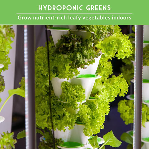 Hydroponics Vegetable Seed Collection for Planting - Watercress, Spinach, Siberian Kale, Swiss Chard, Buttercrunch