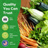 10 Pack Vegetable Seeds - Non GMO, Heirloom - Basil, Snap Pea, Broccoli, Bean, Jalapeo Pepper, Tomato, Lettuce