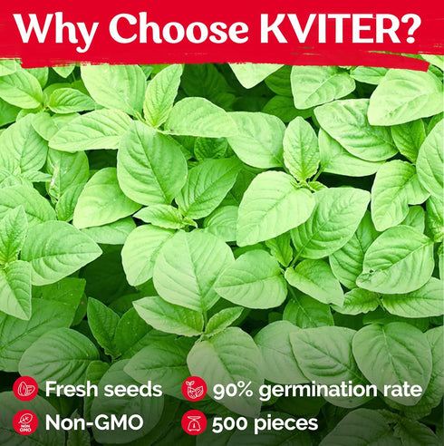 500 KVITER Green Leaf Amaranth Seeds (Amaranthus Mangostanus) Organic Chinese Spinach Seeds/Callaloo Seeds/Lu