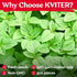 500 KVITER Green Leaf Amaranth Seeds (Amaranthus Mangostanus) Organic Chinese Spinach Seeds/Callaloo Seeds/Lu