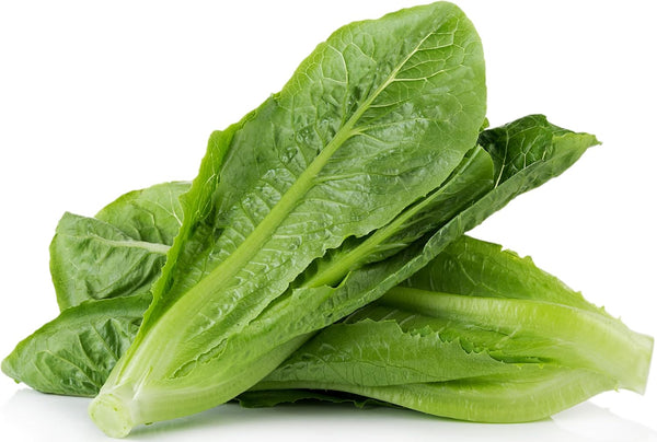 3000 Parris Island Cos Romaine Lettuce Seeds - 4+ Grams - Heirloom