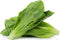 3000 Parris Island Cos Romaine Lettuce Seeds - 4+ Grams - Heirloom