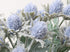 3 Pack Artificial Thistle Flowers, Faux Eryngiums Floral Tree Picks for Garden Wedding Prom Party Bouquet