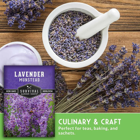 (1 Pack) Munstead English Lavender Seeds for Planting Compact Dwarf Hardy Perennial Herb for Indoor or Outdoor Gardens