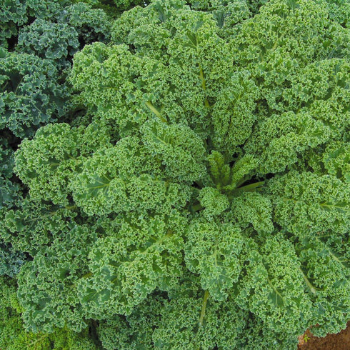 500, Organic Kale Seeds, APPR. Vates Kale, Heirloom Vegetable Seeds, Certified Organic, Non GMO, Non Hybrid, USA