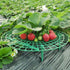 10 4 Pcs Round Strawberry Plant Support, Strawberry Plants Holder with Legs, Strawberry Plant Protector for Garden