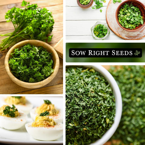 Packet (1) Sow Right Seeds - Curly Leaf Parsley Seed for Planting - Non-GMO Heirloom with Instructions to Plant