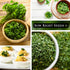 Packet (1) Sow Right Seeds - Curly Leaf Parsley Seed for Planting - Non-GMO Heirloom with Instructions to Plant