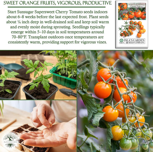 20+ Sunsugar Supersweet Cherry Tomato Seeds (Lycopersicon lycopersicum) Heirloom Non-GMO Seeds by Islas Garden Seeds