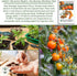 20+ Sunsugar Supersweet Cherry Tomato Seeds (Lycopersicon lycopersicum) Heirloom Non-GMO Seeds by Islas Garden Seeds