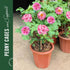 4 10" 15.8" LEOBRO Plant Support Stakes, PCS Plant Stakes, Plant Support, Peony Cages and Supports, Garden Stakes